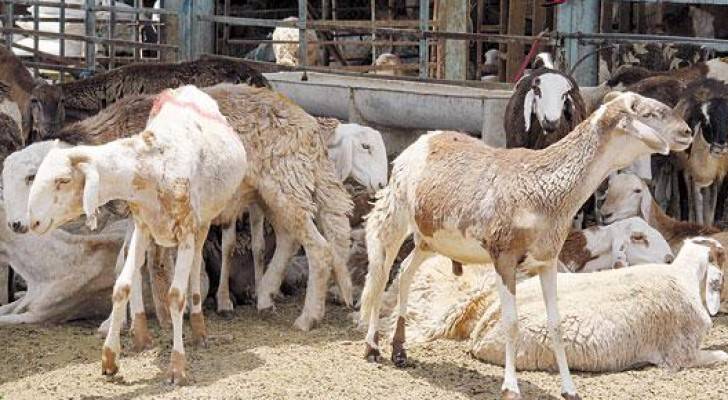 السودان يشهد ارتفاعا في أسعار الأضاحي