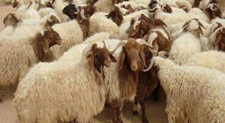 %200 نسبة زيادة في بيع الأضاحي عن العام الماضي