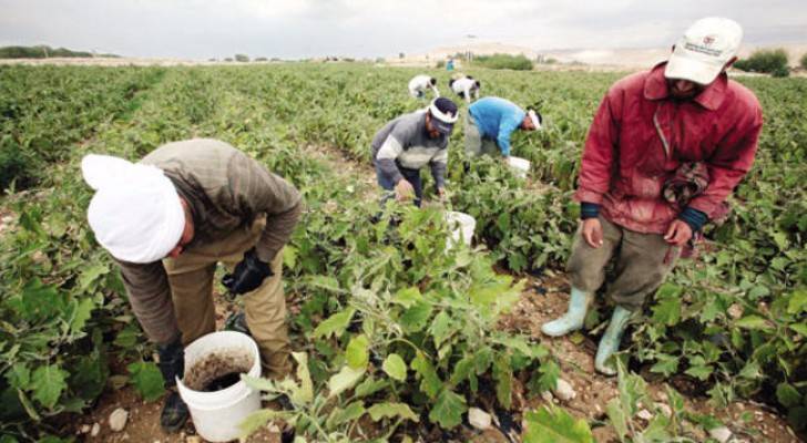 مزارعون يقطفون ثمار الباذنجان في غور الأردن