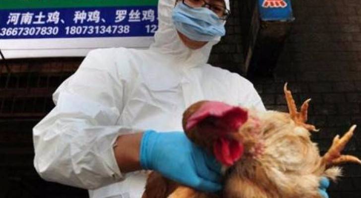 اعدام 4,4 ملايين طير في كوريا الجنوبية بسبب انفلونزا الطيور