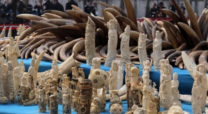 الصين تعتزم إغلاق تجارة العاج لحماية الحياة البرية