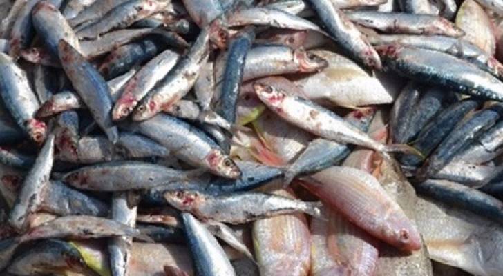 اتلاف أسماك غير صالحة للاستهلاك البشري باربد