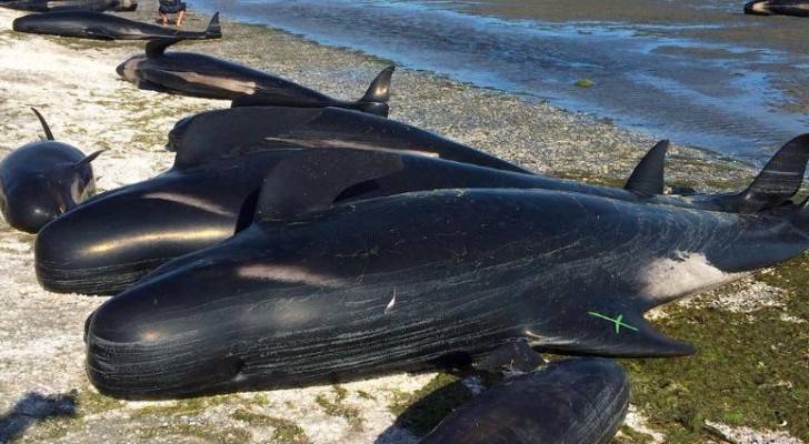 شاهد بالفيديو والصور .. كارثة بحرية نفوق مئات الحيتان في نيوزيلندا