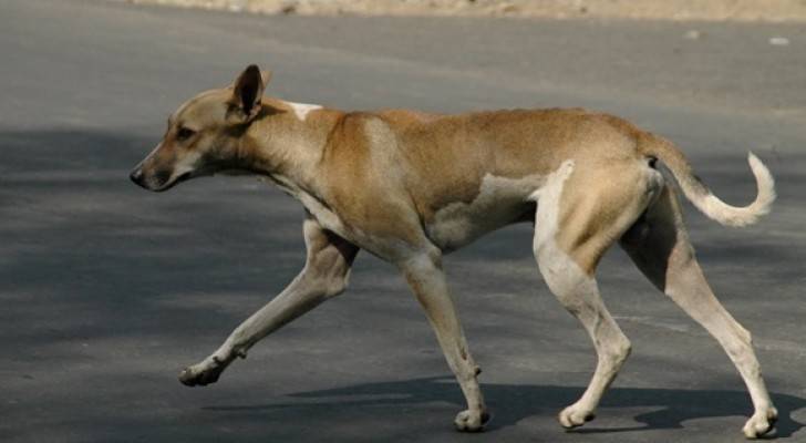 بلدية عجلون تقتل أكثر من ١٠٠ كلب ضال ورصد ٤٠ حالة عقر