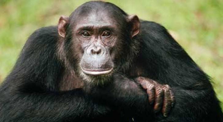 قرار قضائي في أمريكا: الشمبانزي 'ليس بشرا'