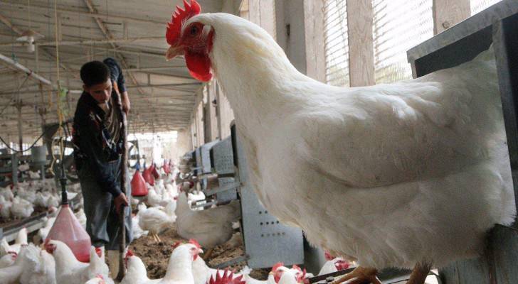 الإمارات تحظر استيراد الدواجن الحية من بلجيكا بسبب إنفلونزا الطيور