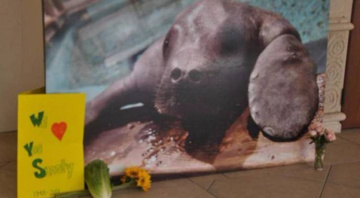 وفاة أقدم خروف بحري بالعالم بعد يوم من عيد ميلاده