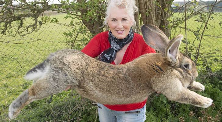 دعوى قضائية ضد يونايتد إيرلاينز بسبب 'الأرنب العملاق'