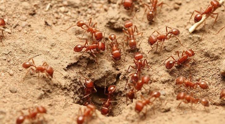 النمل الأحمر الناري يغزو أستراليا ويثير مخاوف السلطات