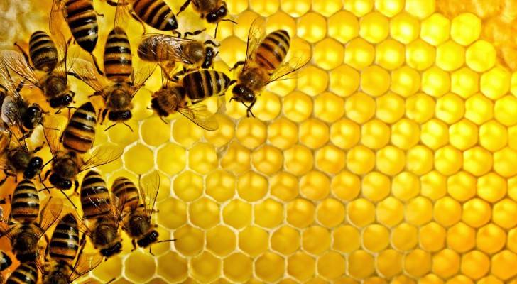 عسل النحل يحارب الهالات السوداء