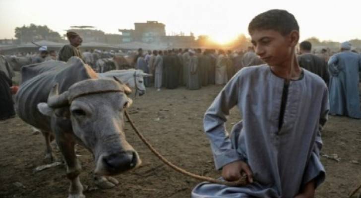  أ ف ب / أرشيف | تجار الماشية وفدوا إلى بلدة أشمون في محافظة المنوفية دلتا النيل في مصر قبل عيد الأضحى لبيع الأضاحي في 30 آب/أغسطس 2017