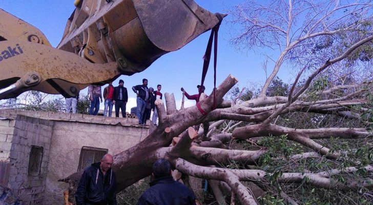 سقوط شجرة معمرة على منزل بالشونة الجنوبية
