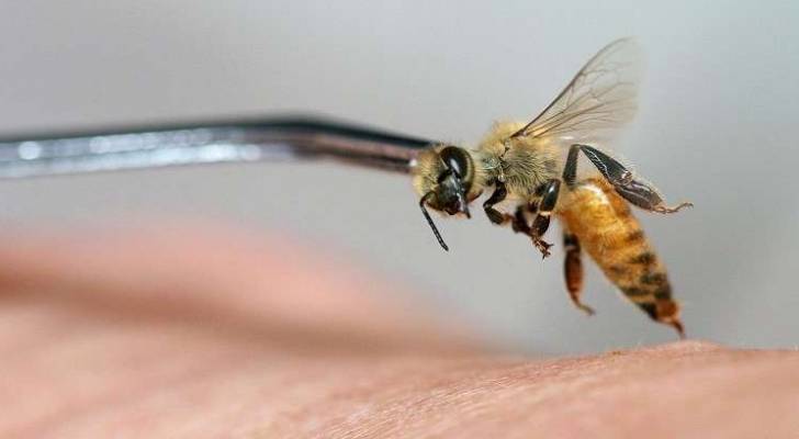 وفاة سيدة بعد علاجها باستخدام "النحل" في إسبانيا