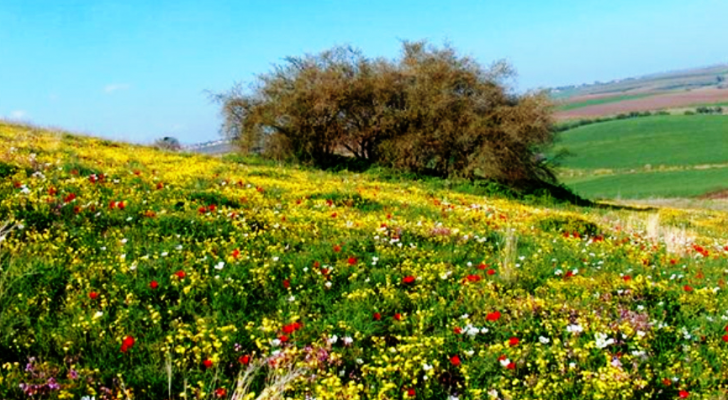 ارشيفية