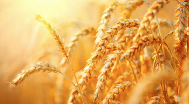 مصدر حكومي: الأردن يشتري 50 ألف طن من القمح في مناقصة