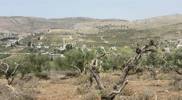 مستوطنون يقتلعون 100 شجرة زيتون في نابلس