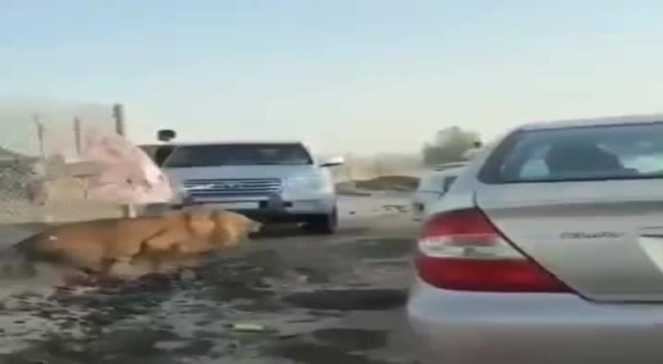أسد في شوارع الكويت