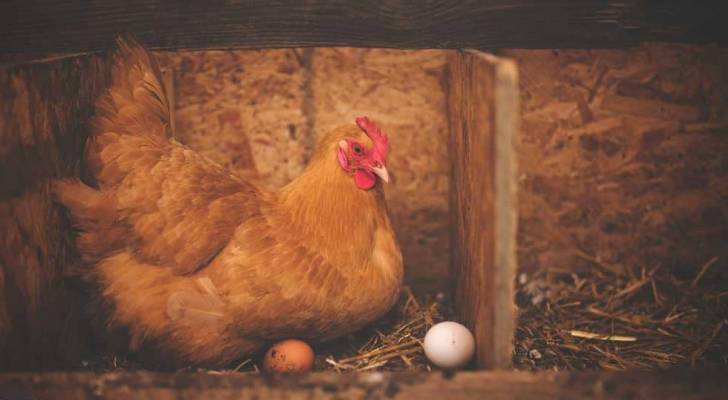 سكاي نيوز: البيضة أولا أم الدجاجة؟.. العلماء يجيبون أخيرا