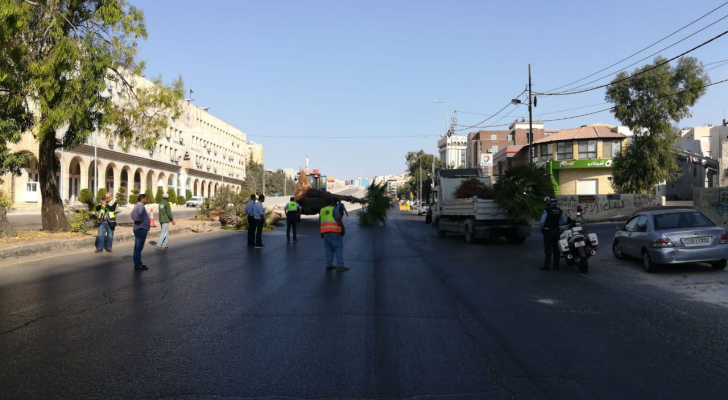 خلع أشجار "واشنطونيا" من شارع الملكة رانيا في عمان