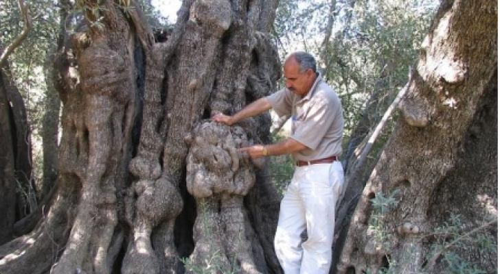صورة لأكبر شجرة زيتون فلسطينية