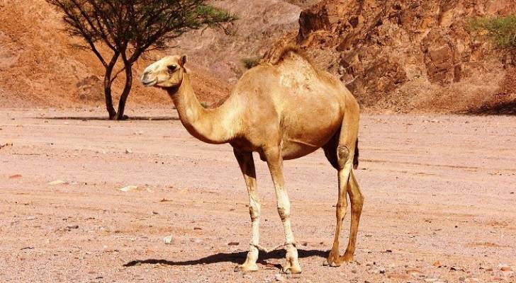 الأمن يعرض "إبلاً" للبيع في مزاد علني