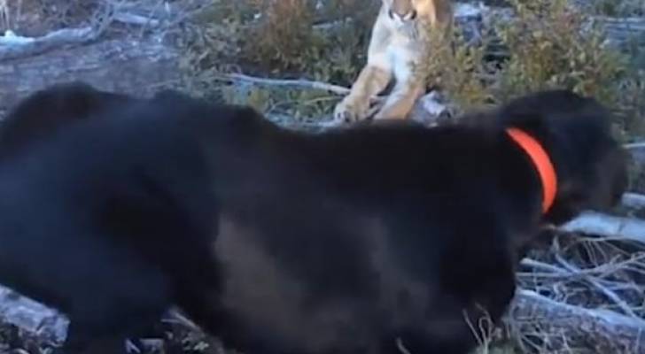 كلب يحاول الدفاع عن صاحبه أمام أسد بـ غابة في أمريكا - فيديو