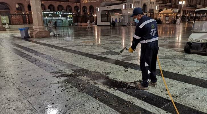 انتشار أنواع غير مسبوقة من "الجندب الأسود" بالمدينة المنورة