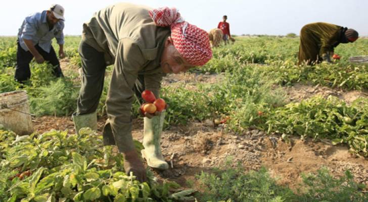 "الزراعة": المنتجات الزراعية الأردنية تتعرض لهجمات "ممنهجة" 