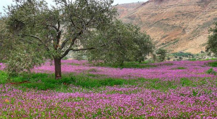 الجمعة.. طقس ربيعي دافئ مناسب للرحلات والجلسات الخارجية