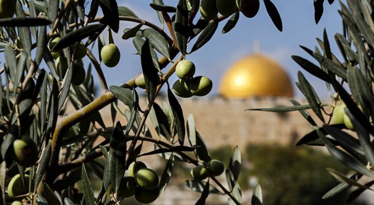 مستوطنون يقطعون أكثر من 150 شجرة زيتون في قرية فلسطينية