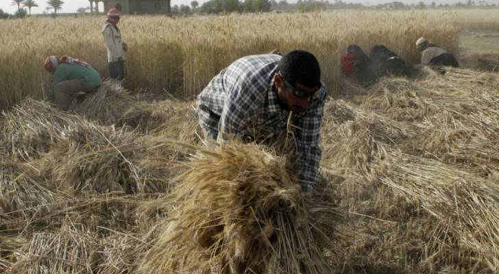 العراق يحصد نحو 500 ألف طن من القمح في بداية الموسم