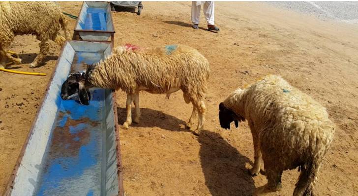 العودات يدعو لتوفير المياه للحيوانات خلال موجة الحر