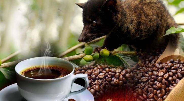 القهوة الأغلى عالميًا تصنع من فضلات قطط الزبّاد- صور