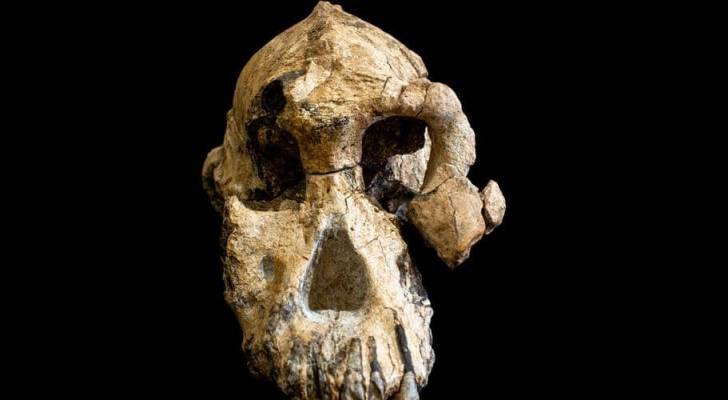 اكتشاف جمجمة عمرها 3.8 مليون عاما في إثيوبيا