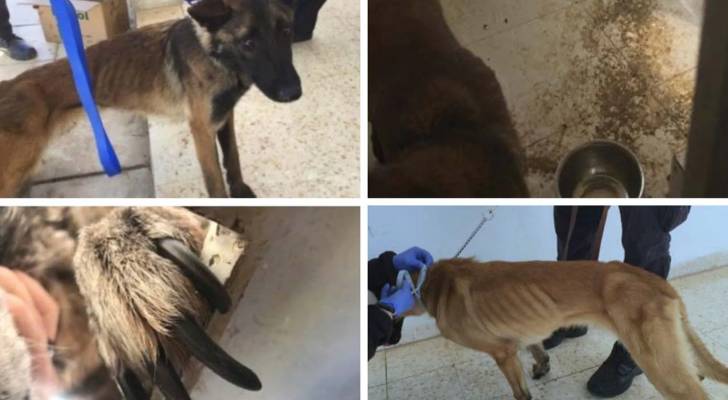 تقرير أمريكي يكشف نفوق كلاب بوليسية في الأردن بسبب الإهمال .. صور