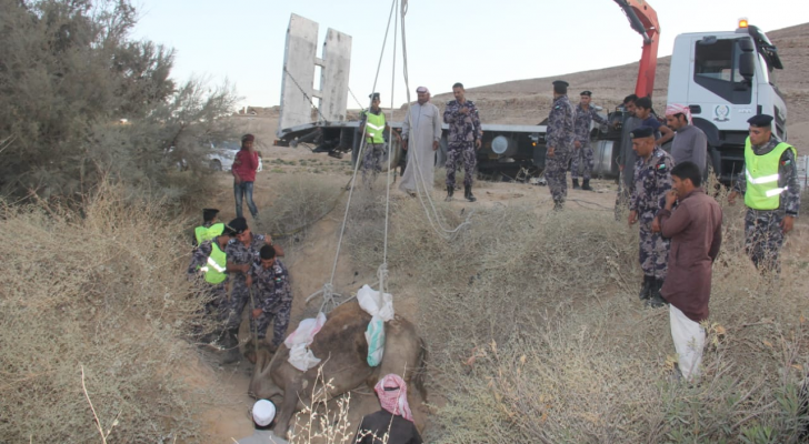 انقاذ جمل سقط داخل حفرة في الحسا