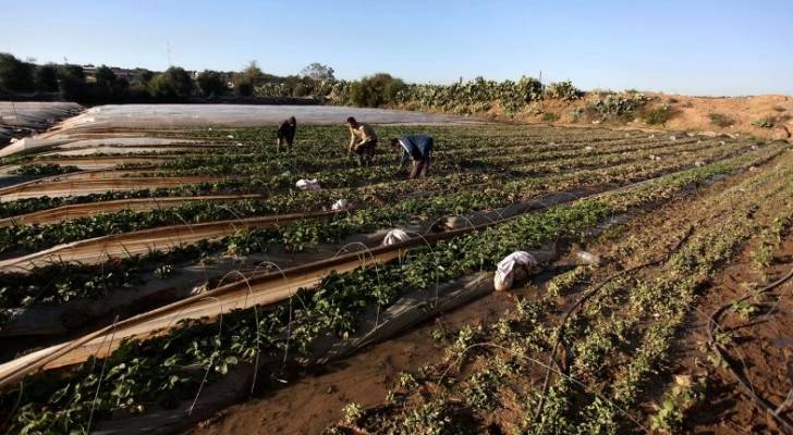 عدوان الاحتلال على قطاع غزة يكبد القطاع الزراعي خسائر كبيرة