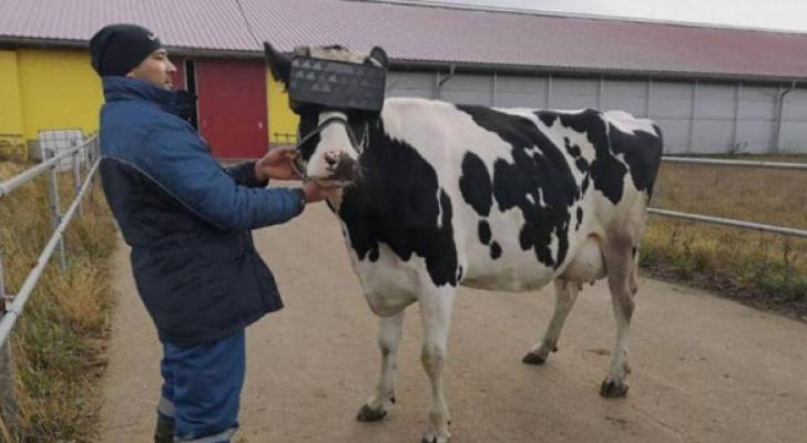 أبقار في روسيا ترتدي نظارات الواقع الافتراضي