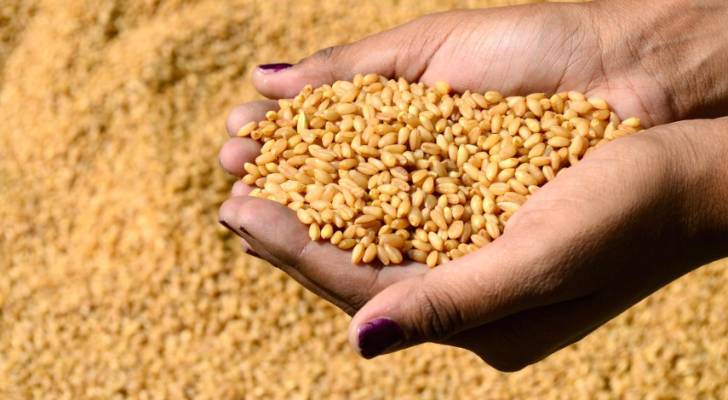 الحموري يبشر الأردنيين: مخزون القمح يكفي 11 شهرا - فيديو