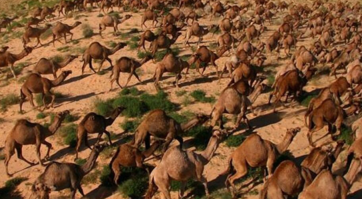 الجمال تشرب كثيرا من المياه