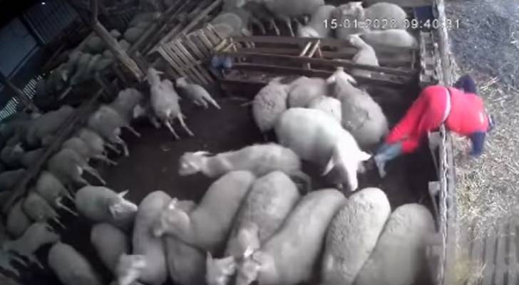 بالفيديو.. خروف غاضب ينطح عامل خارج المزرعة