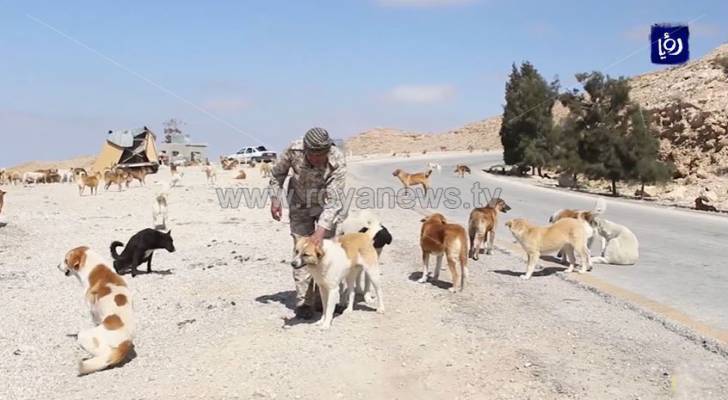 رعاية طفيلي لقطيع من الكلاب الضالة يشعل مواقع التواصل الاجتماعي في الأردن.. فيديو