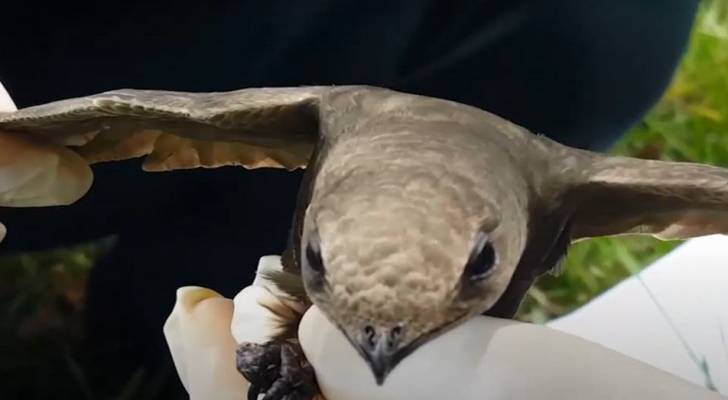جدل حول العثور على “طير الأبابيل” في الجزائر! ـ فيديو