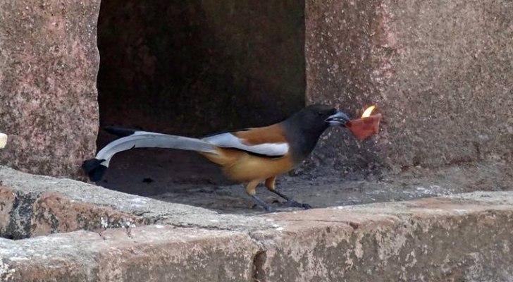 ارشيفية