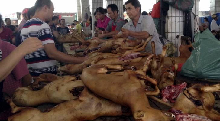 كورونا لم يردعهم .. انطلاق مهرجان لحوم الكلاب في الصين