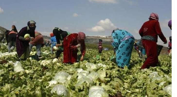 وزير العمل: العامل الأردني لا يستطيع منافسة الوافد في الزراعة
