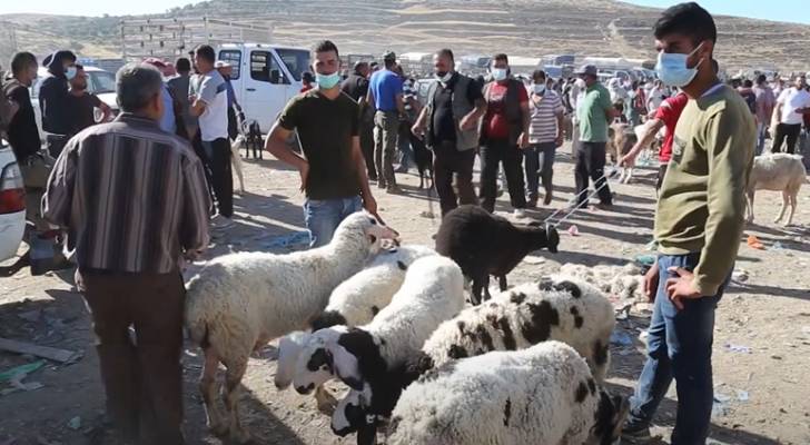 إقبال ضعيف على الأضاحي في فلسطين رغم انخفاض الأسعار - فيديو