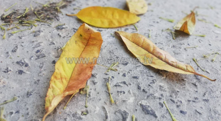 الصورة أرشيفية