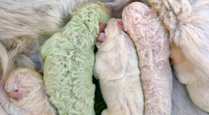 ولادة كلب "أخضر" في إيطاليا