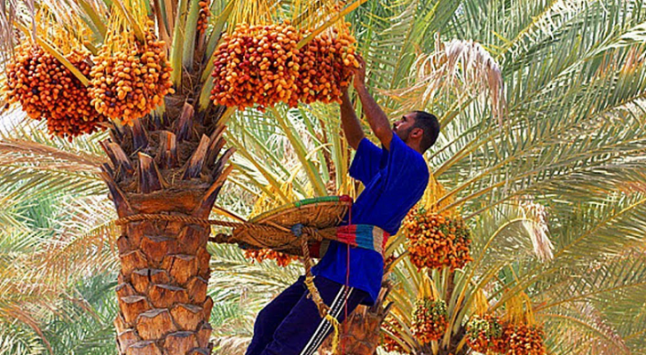 ارشيفية